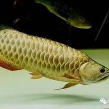 龍魚突然抽搐了一下正常嗎（龍魚抽搐一下是怎么回事）