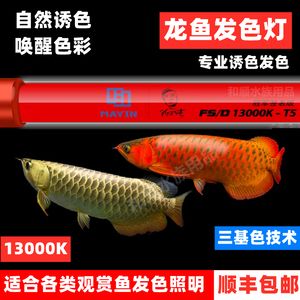 金龍魚魚缸燈如何擺放【每天開燈8小時，金龍魚開燈8小時，金龍魚身體狀態的變化】 金龍魚魚缸燈如何擺放【每天開燈8小時，金龍魚開燈8小時，金龍魚身體狀態的變化】 龍魚百科 第1張