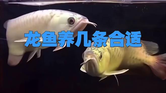 龍魚缸的最佳養魚數量是多少？