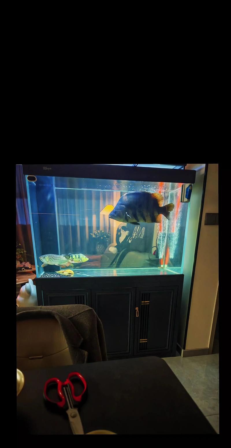 龍魚(yú)虎魚(yú)混養(yǎng)尺寸圖