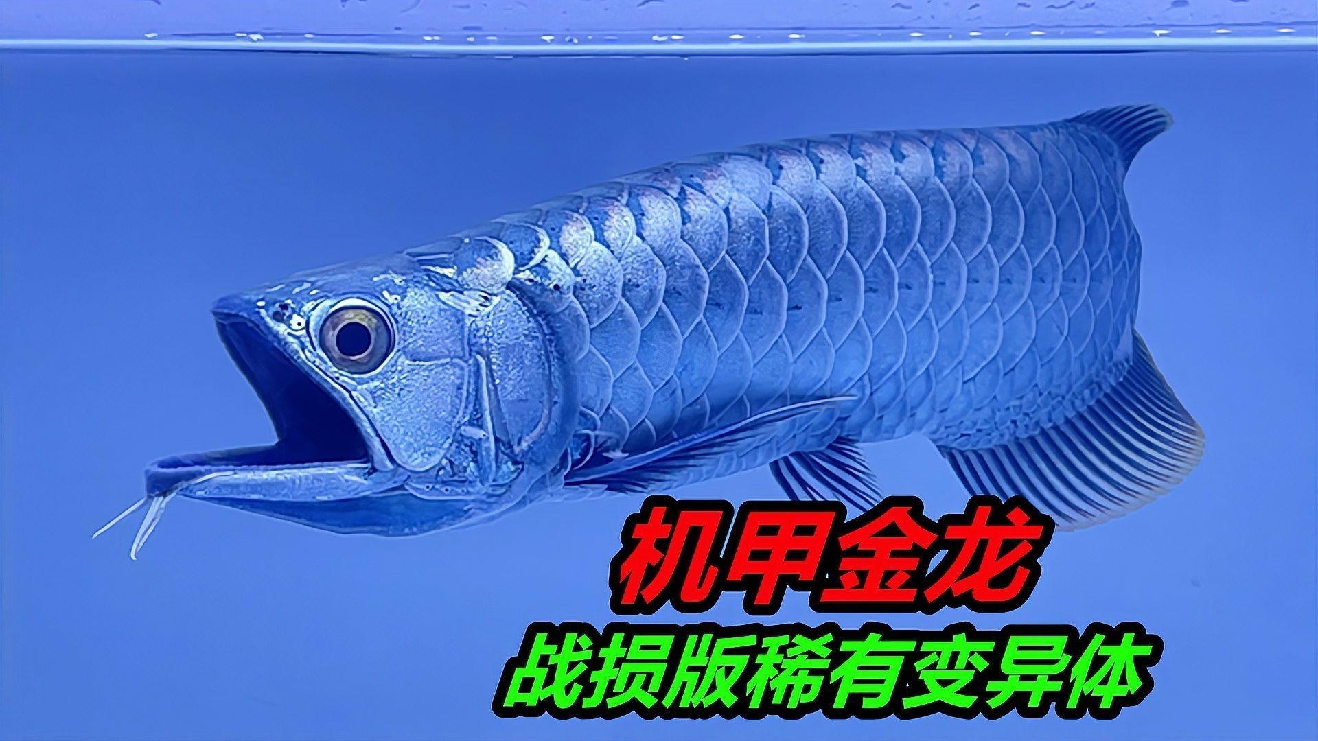 龍魚吃飽后多久會排便？