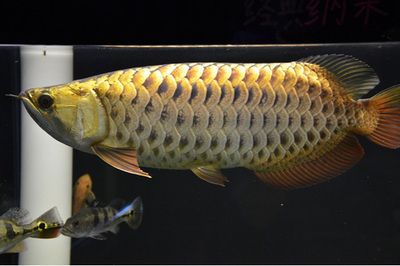 龍魚發色階段詳解視頻教程圖片下載：龍魚發色影響因素詳解