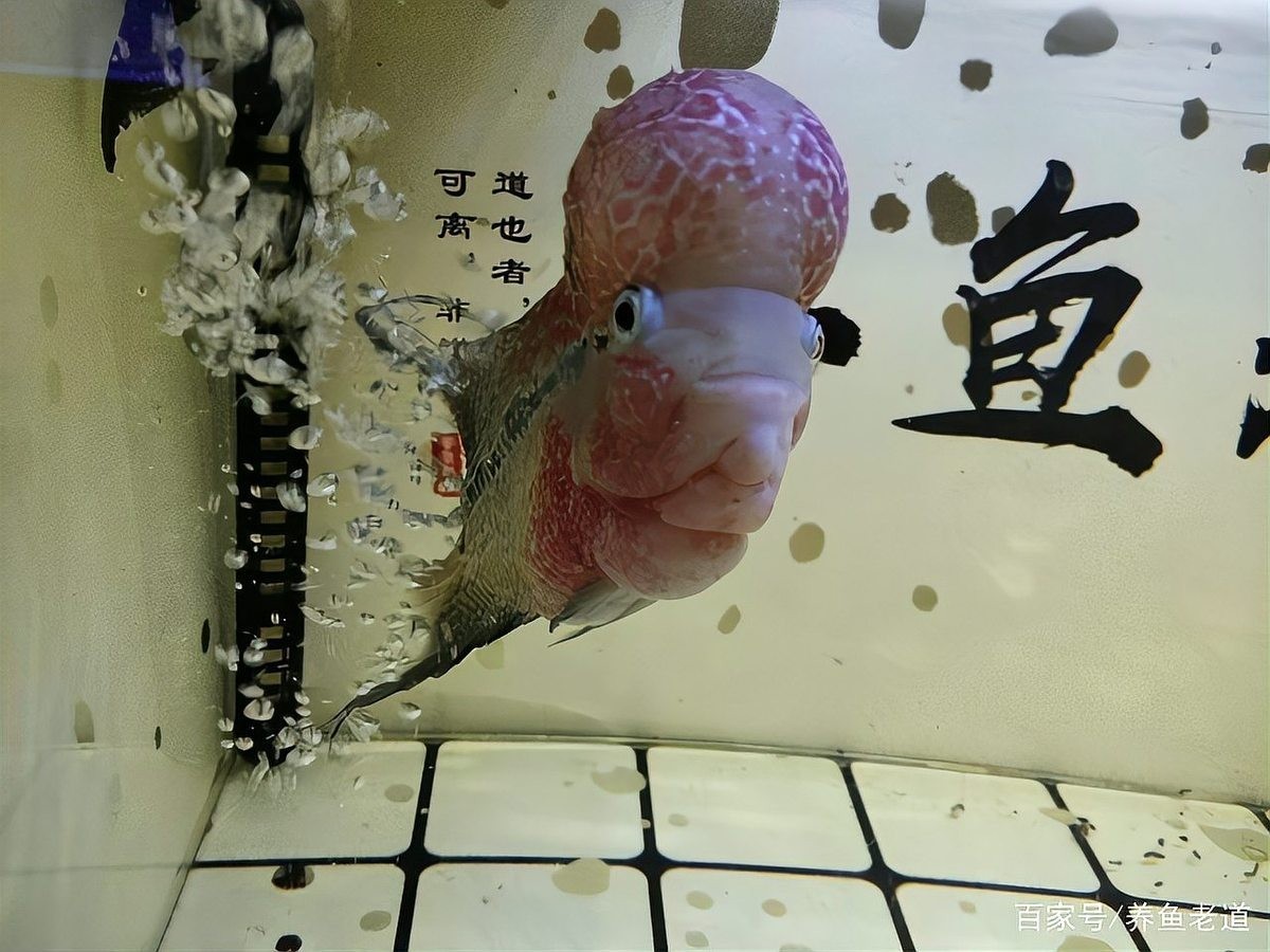 龍魚幾月份開始加溫度的