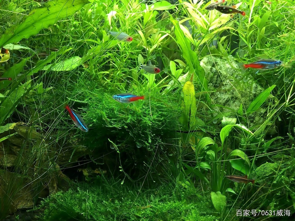 龍魚幾月份開始加溫度的