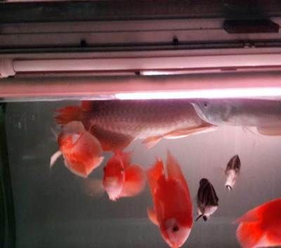 紅龍魚都吃什么食物（紅龍魚吃什么最好養(yǎng)）