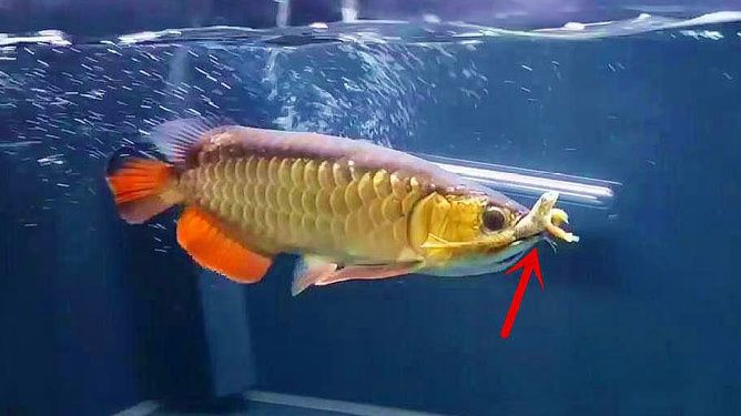 龍魚晃腦袋的原因分析（龍魚晃腦袋可能由多種原因引起，）