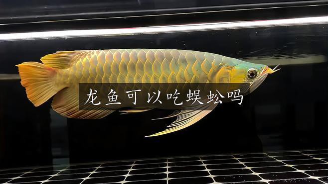 蜈蚣喂龍魚需要去毒腺嗎？