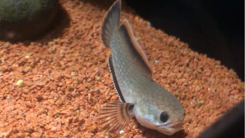 黃金眼鏡蛇雷龍魚(yú)鰭爛了，如何預(yù)防雷龍魚(yú)鰭爛的病因有哪些