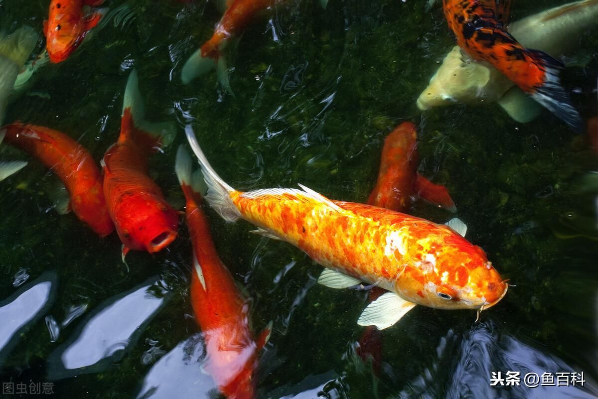 怎樣能混養好龍魚和錦鯉（龍魚和錦鯉在混養時需要注意什么？）