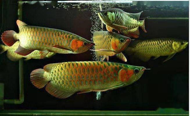 龍魚病癥與治療方法視頻大全：龍魚常見病癥及其治療方法