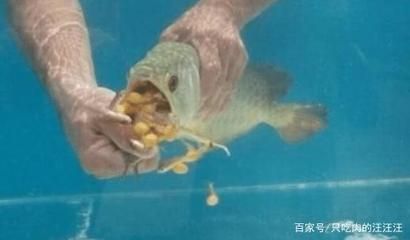 喂金龍魚什么時間喂最好：金龍魚什么時間喂最好