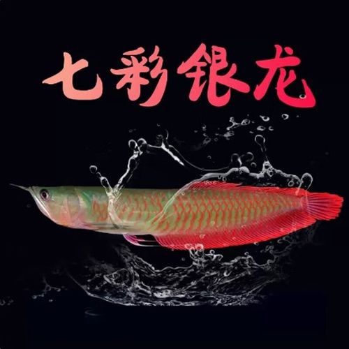 銀龍魚吃的小魚哪里有賣的