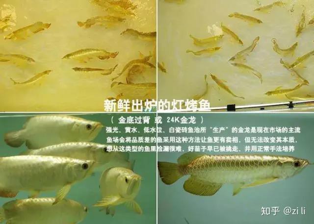 什么底色的金龍魚最好養
