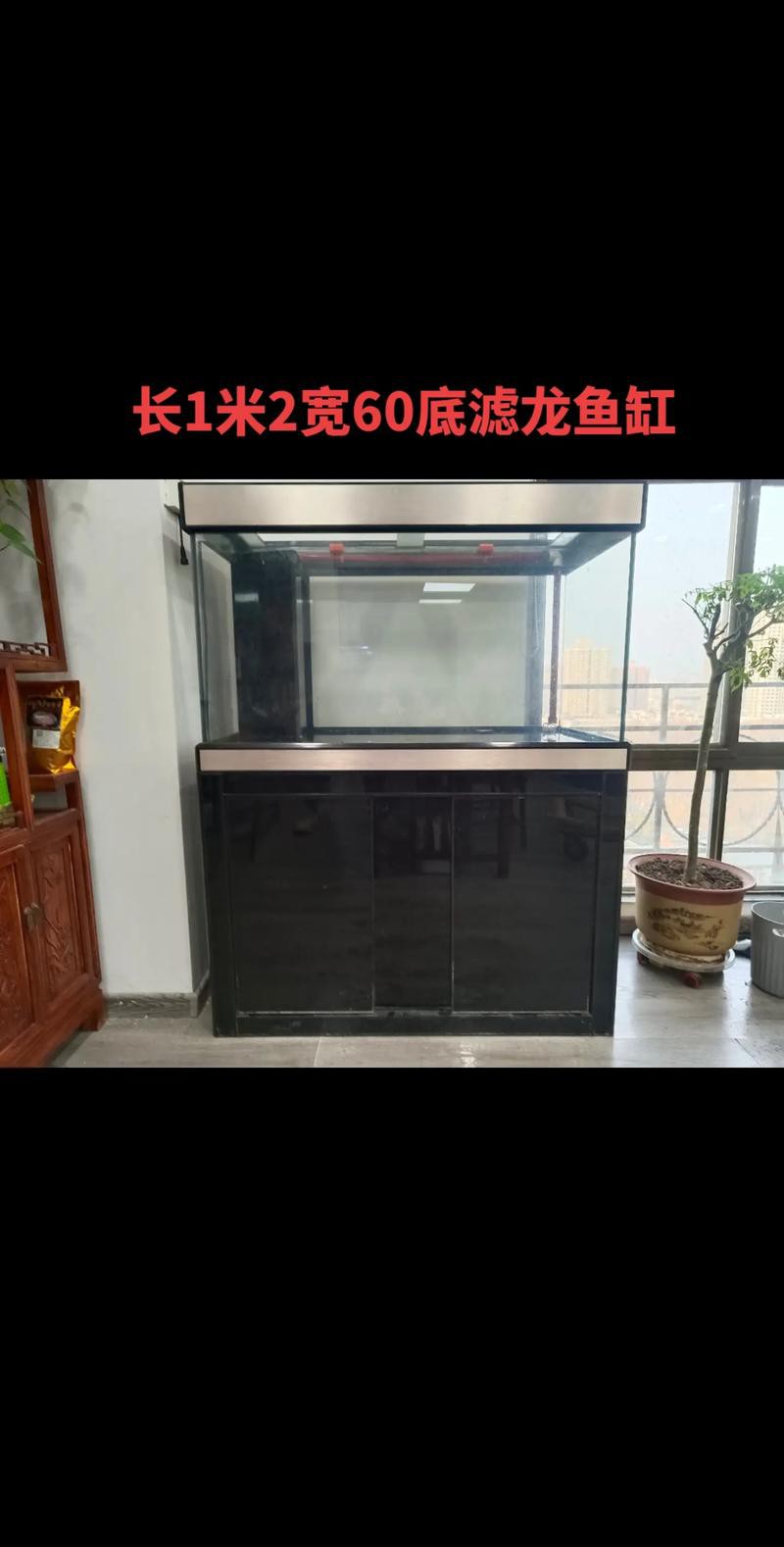 什么底色的金龍魚最好養