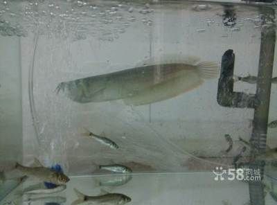 20公分的銀龍魚需要多大的缸（20公分的銀龍魚需要至少長1.5米、寬0.7米的魚缸）