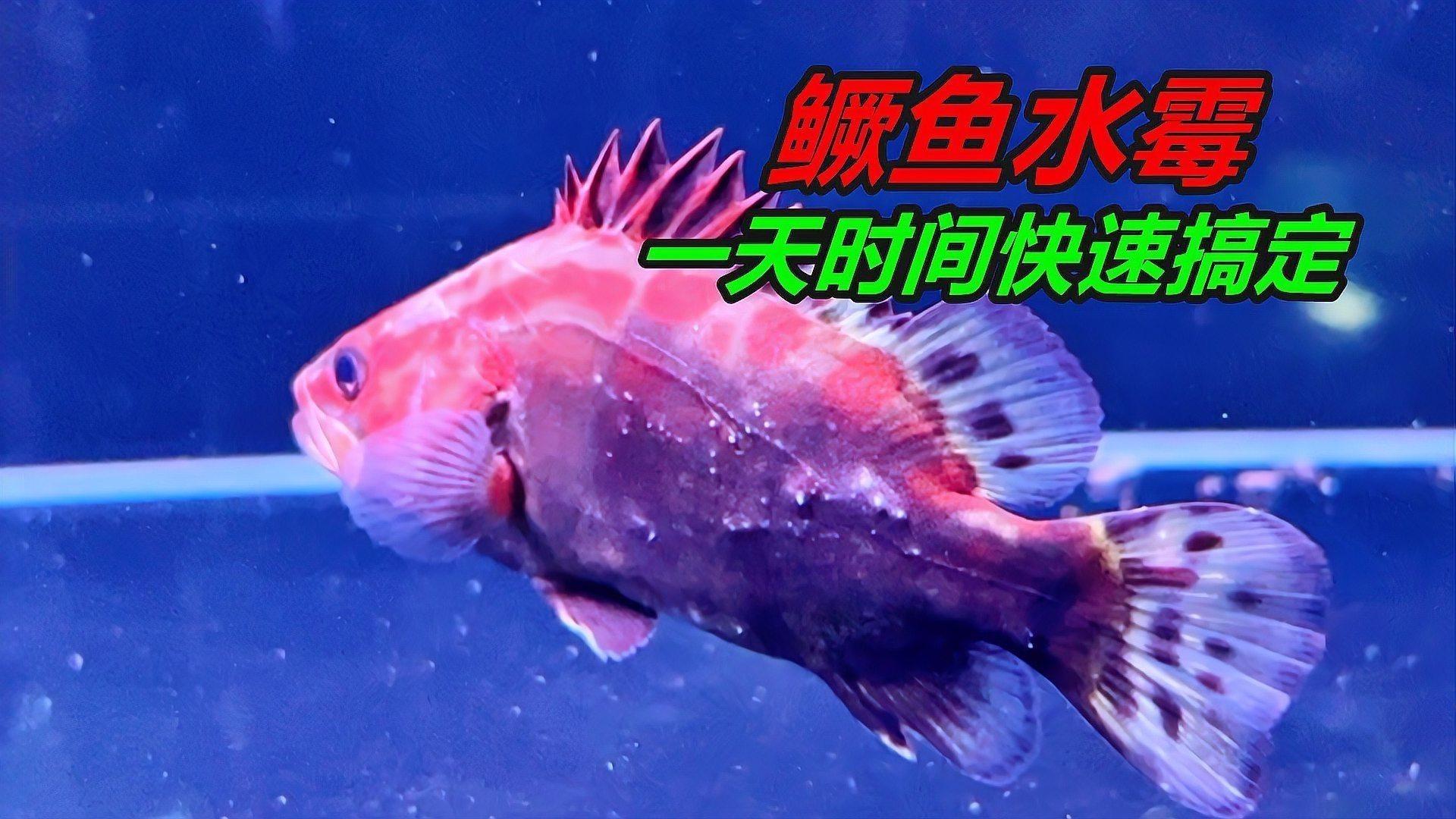 金龍魚身上長白毛怎么辦