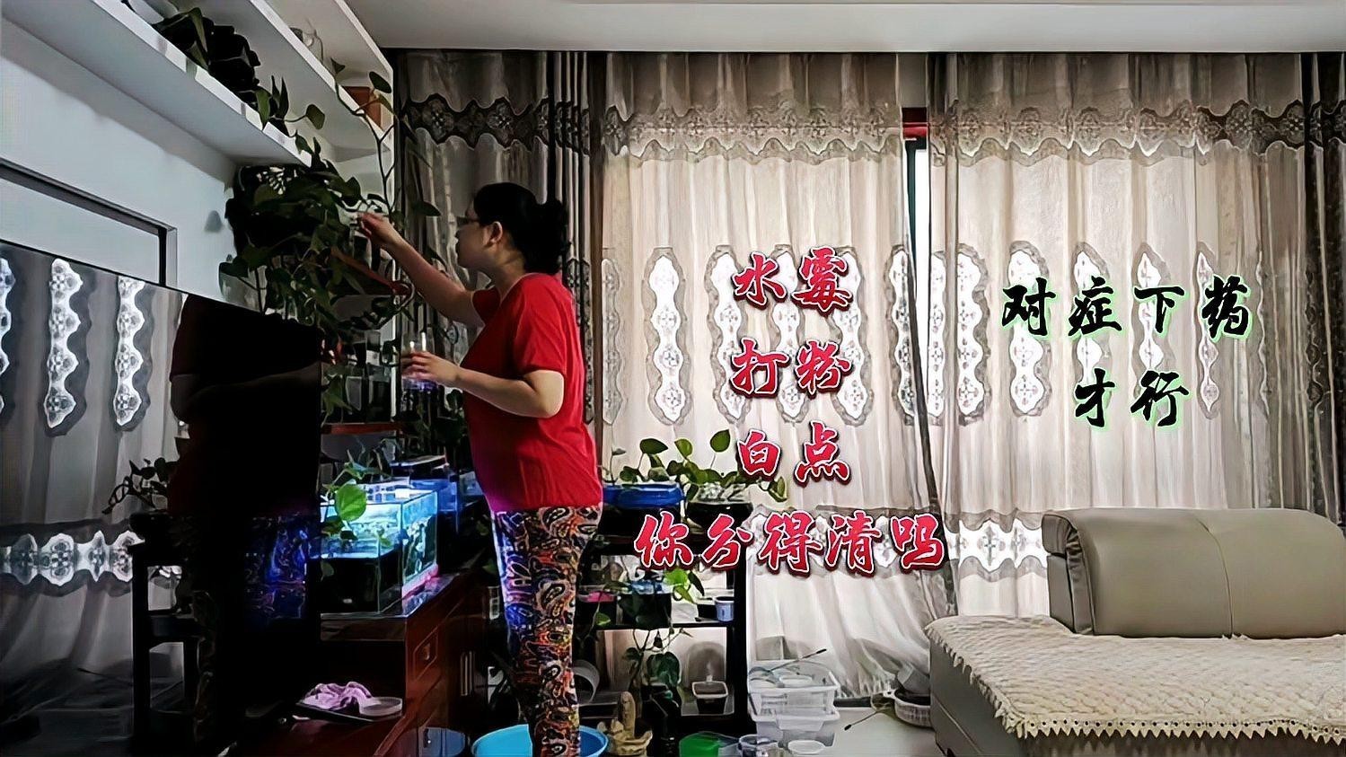 金龍魚身上長白毛怎么辦