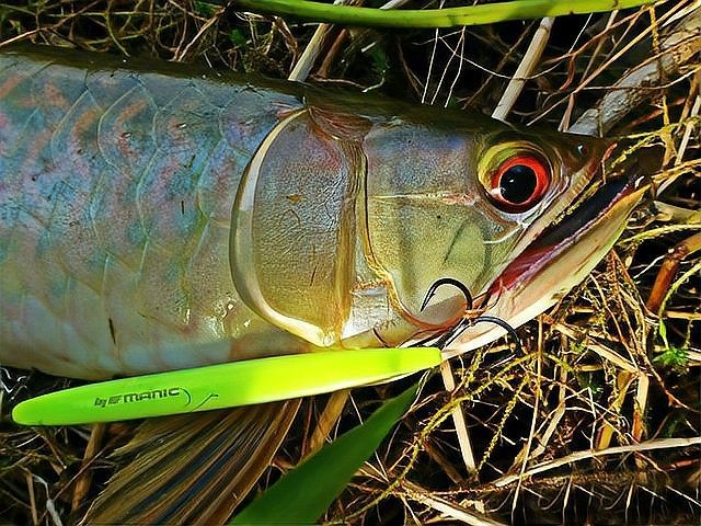 銀龍魚小時候