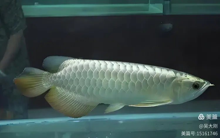 銀龍魚小時候