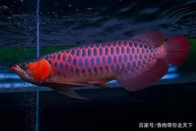 極品血龍魚壁紙高清：極品血龍魚壁紙高清圖片