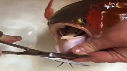 養(yǎng)龍魚(yú)喂的小魚(yú)算殺生嗎：養(yǎng)龍魚(yú)喂小魚(yú)算殺生嗎？