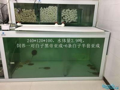 紅龍魚的營養價值與功效與作用圖片（紅龍魚的營養價值與功效與作用圖片大全）