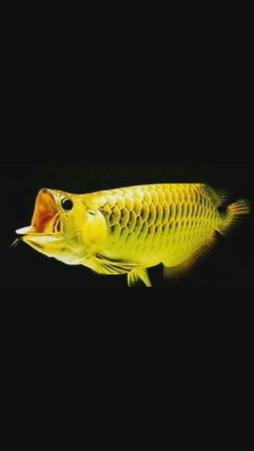 龍魚圖片壁紙高清可愛