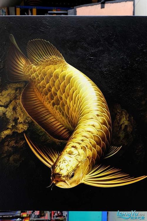 龍魚圖片壁紙高清可愛