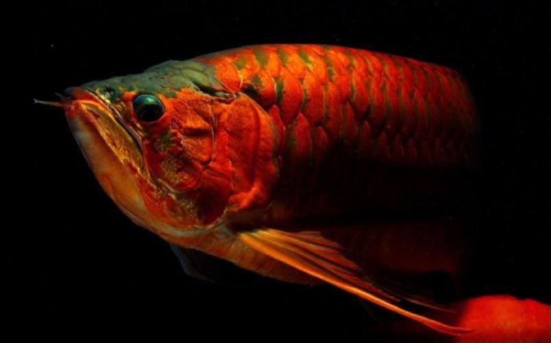 龍魚圖片壁紙高清可愛