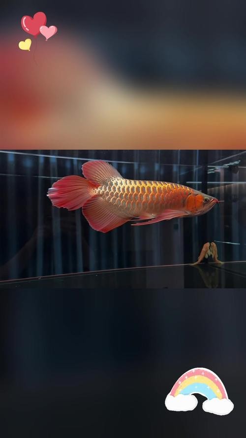 龍魚圖片壁紙高清可愛