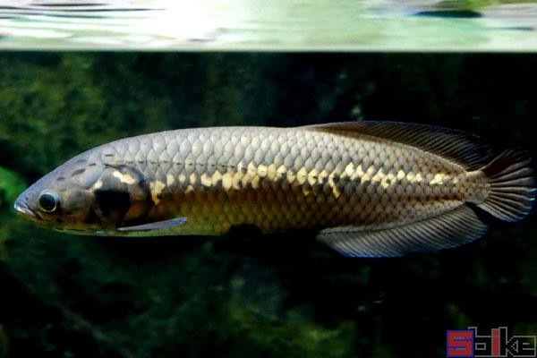 龍魚圖片壁紙高清可愛