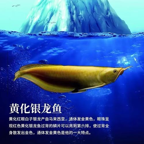 龍魚圖片壁紙高清可愛