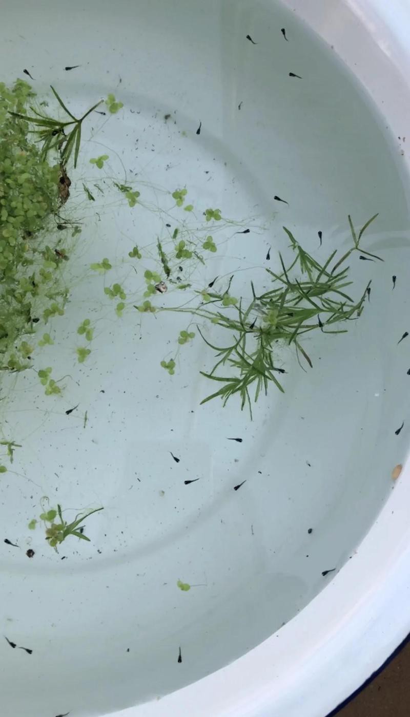 古龍魚繁殖后如何護理？