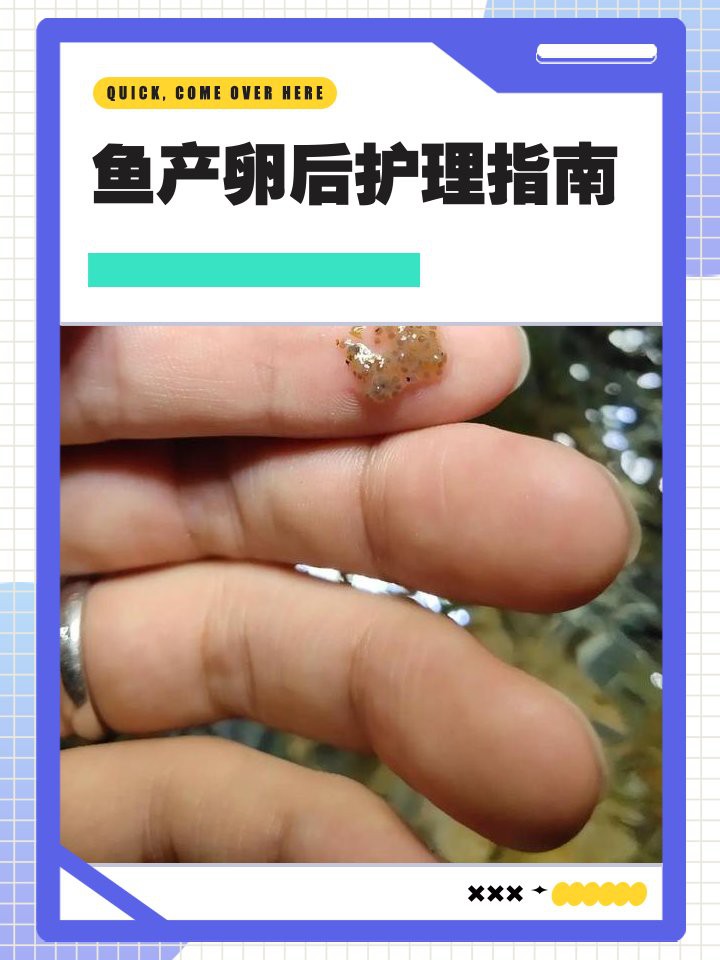 古龍魚繁殖后如何護理？