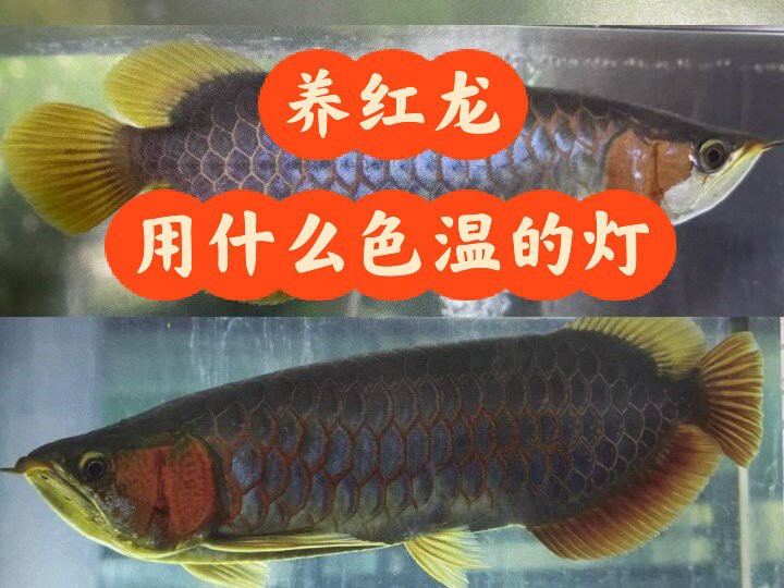 哪種類(lèi)型的燈光最適合龍魚(yú)發(fā)色？