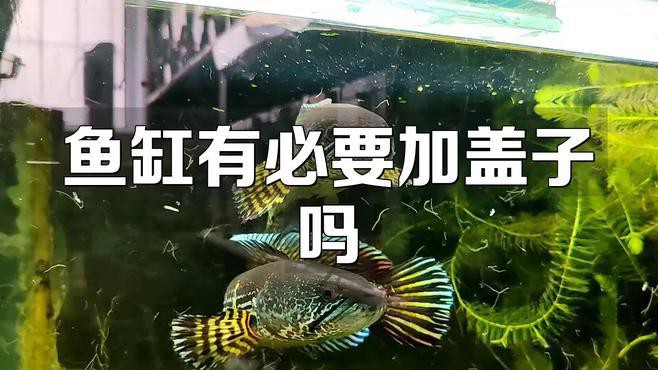 紅龍魚魚缸需要加蓋嗎？