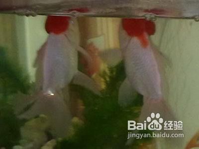 金龍魚浮頭露出水面：金龍魚浮頭露出水面可能是由于多種原因引起的，以下是詳細解釋