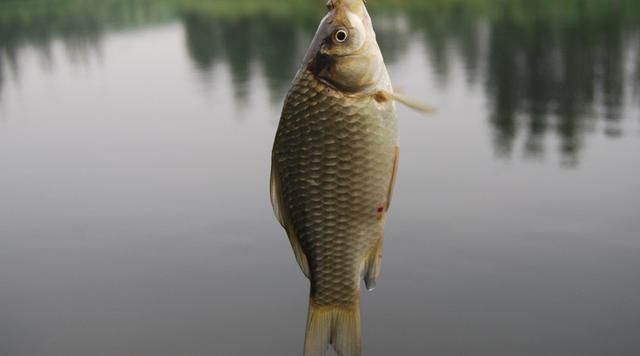金龍魚浮頭露出水面：金龍魚浮頭露出水面可能是由于多種原因引起的，以下是詳細解釋