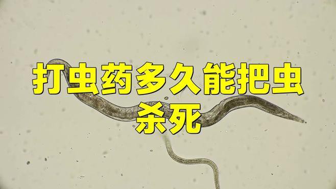 如何處理活餌以避免寄生蟲風險？