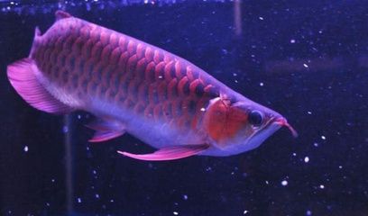 紅龍魚魚鰭根部發紅怎么辦