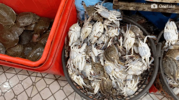 水龍魚是海鮮嗎還是河鮮：水龍魚屬于海鮮嗎？
