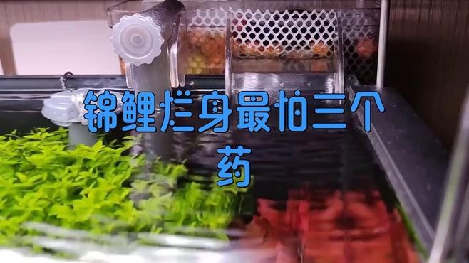 金龍魚身上潰爛了怎么辦