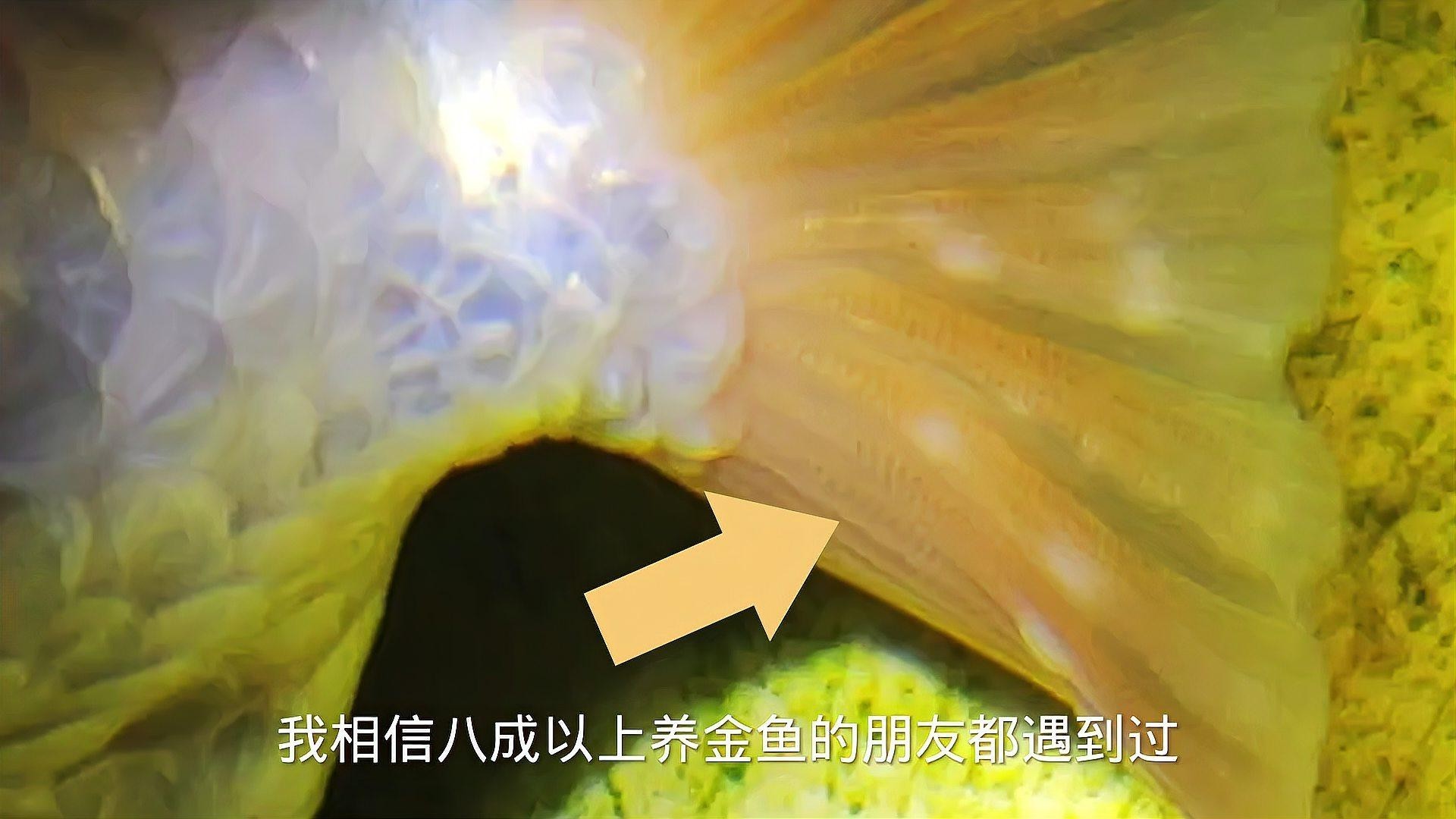 金龍魚身上潰爛了怎么辦