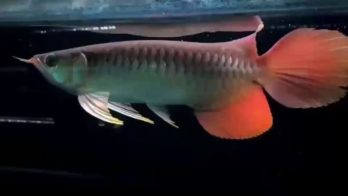 怎么分辨紅龍魚的血統：如何分辨紅龍魚的血統