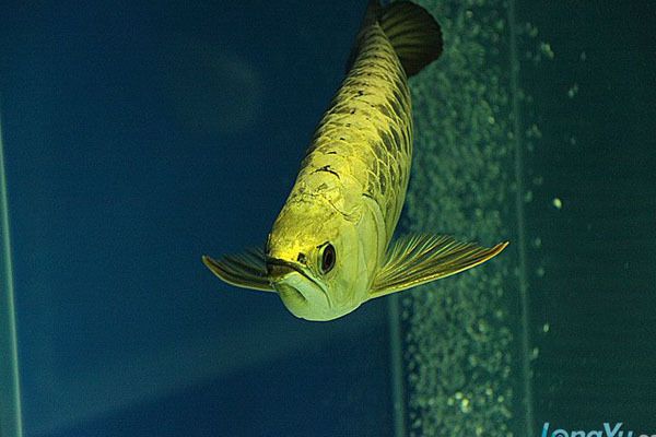 金龍魚金頭能長出來嗎：金龍魚金頭能夠長出來嗎