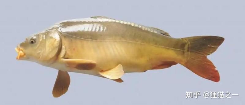 鱗片特別大的鯉魚 龍魚百科 第3張 鱗片特別大的鯉魚 鱗片特別大的鯉魚 龍魚百科 第3張