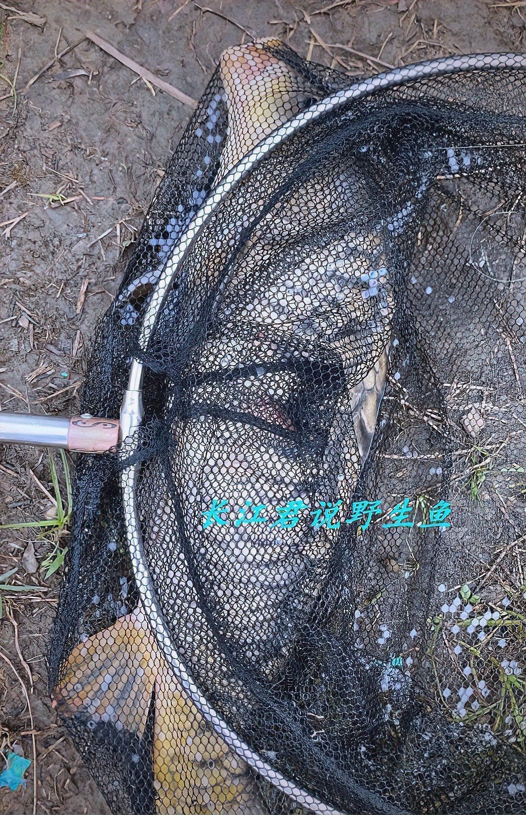 鱗片特別大的鯉魚 龍魚百科 第8張 鱗片特別大的鯉魚 鱗片特別大的鯉魚 龍魚百科 第8張