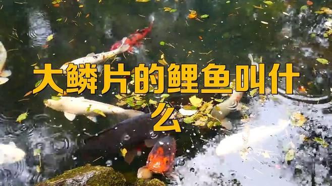 鱗片特別大的鯉魚 龍魚百科 第2張 鱗片特別大的鯉魚 鱗片特別大的鯉魚 龍魚百科 第2張