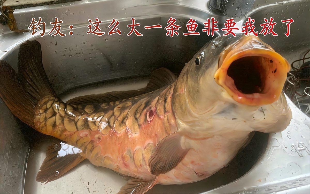 鱗片特別大的鯉魚 龍魚百科 第4張 鱗片特別大的鯉魚 鱗片特別大的鯉魚 龍魚百科 第4張