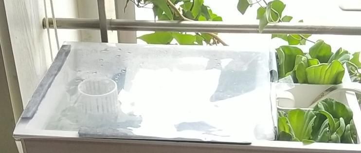 龍魚缸魔袋多久洗一次：龍魚缸魔袋的清洗頻率是固定不變的